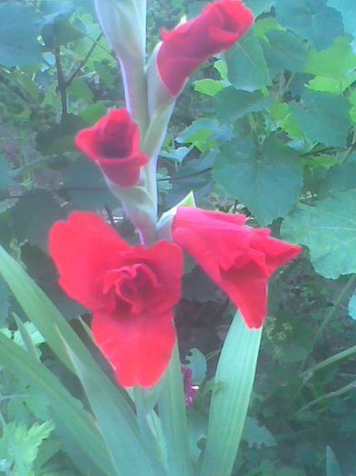 Imag1060 - Gladiole 2013