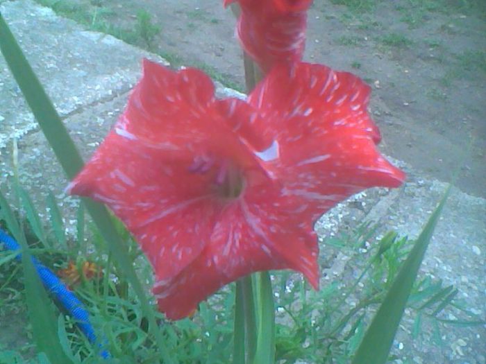 Imag1062 - Gladiole 2013