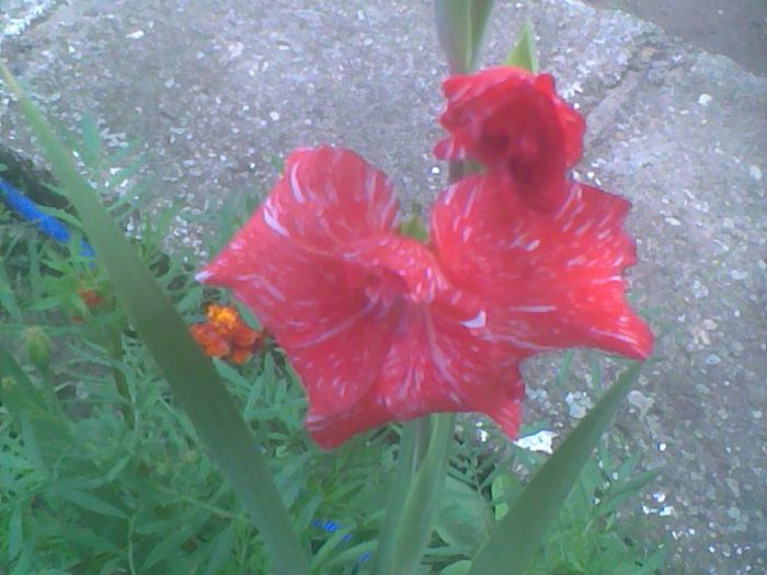 Imag1063 - Gladiole 2013