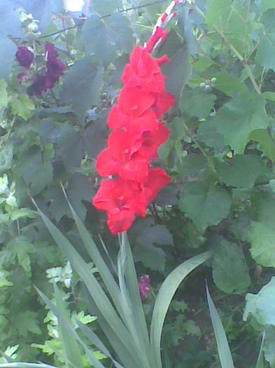 Imag1064 - Gladiole 2013