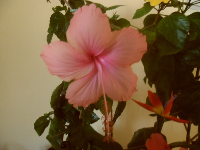 Dainty Pink - Hibiscus 2013-2