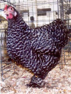 Barred_Cochin_Bantam_Hen