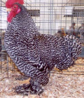 Barred_Cochin_Bantam_Rooster - 004 COCHIN  Pitic BANTAM