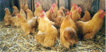 Buff_Cochin_Bantam_Flock