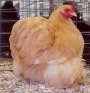 Buff_Cochin_Bantam_Hen