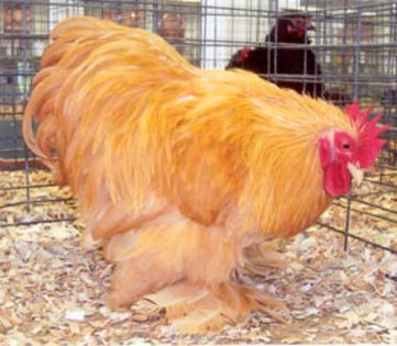 Buff_Cochin_Bantam_Rooster1