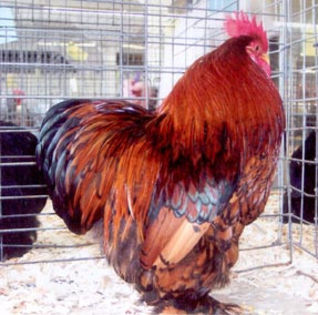 Golded_laced_cochin_rooster_bantam - 004 COCHIN  Pitic BANTAM