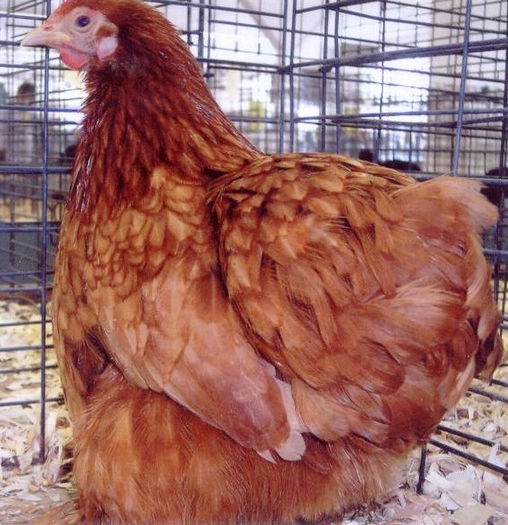 red_cochin_bantam_hen