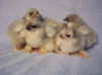 Splash_Cochin_Bantam_chicks_small