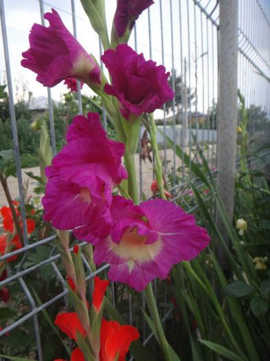 DSC02049 - gladiola