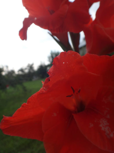 DSC02050 - gladiola