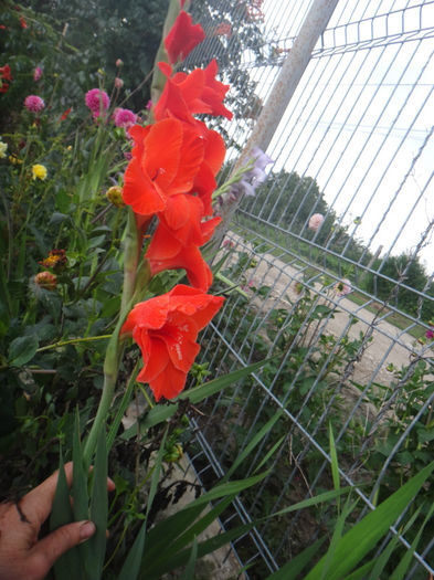 DSC02051 - gladiola