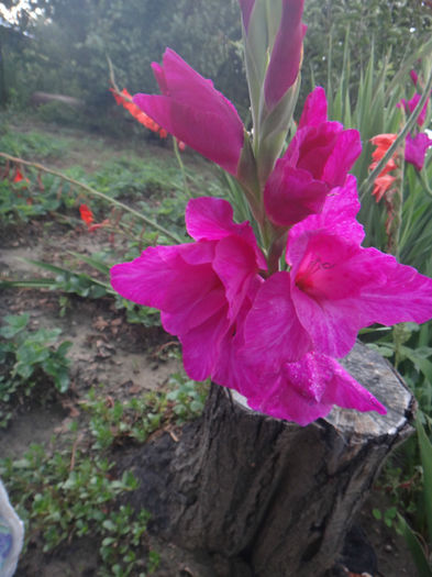 DSC02055 - gladiola