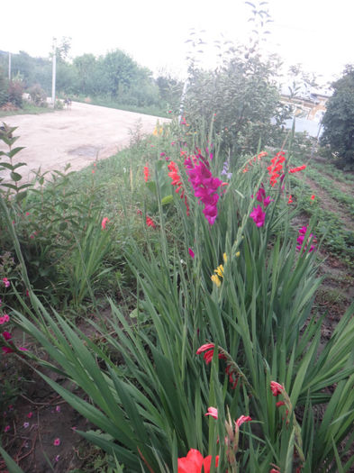 DSC02057 - gladiola