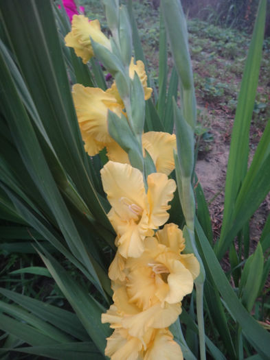 DSC02065 - gladiola