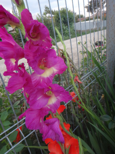 DSC02066 - gladiola