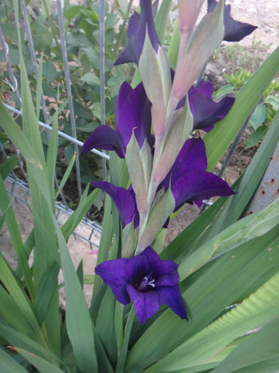 DSC02068 - gladiola