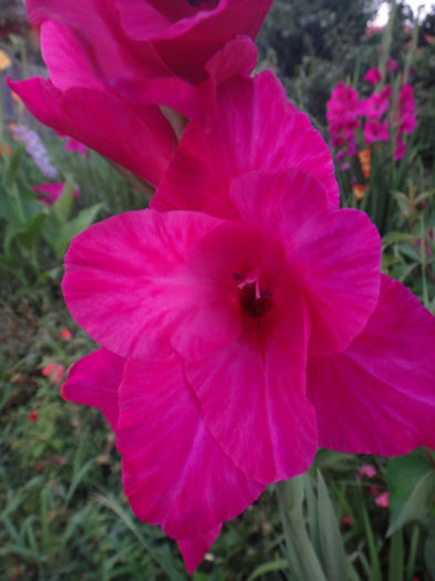 DSC02069 - gladiola