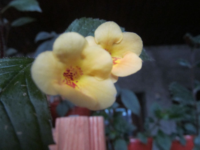 yellow beauty - ACHIMENES 2013