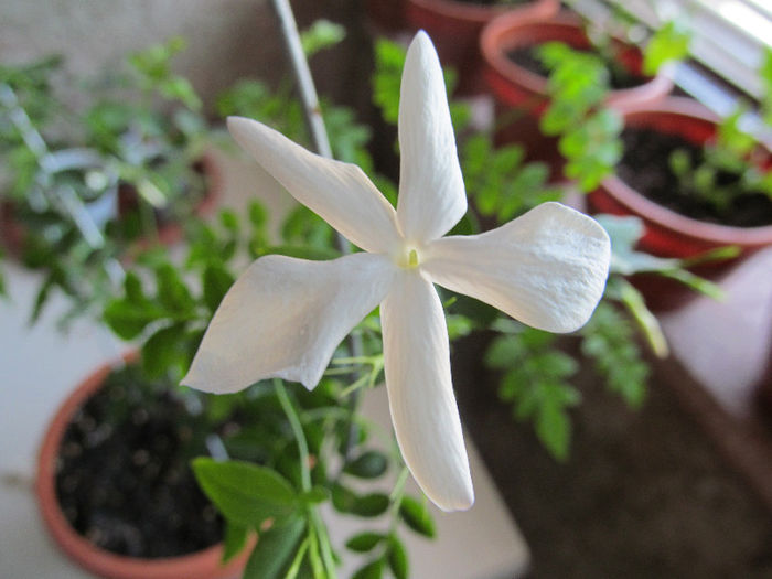 jasminum officinale(alkat) - GARDENII SI JASMIN 2013