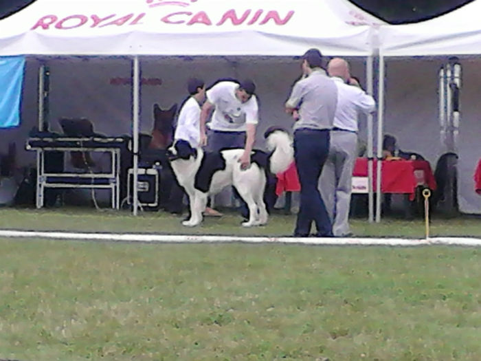 IMG_20130707_104447 - expozitia CACIB Ploiesti 07-07-2013