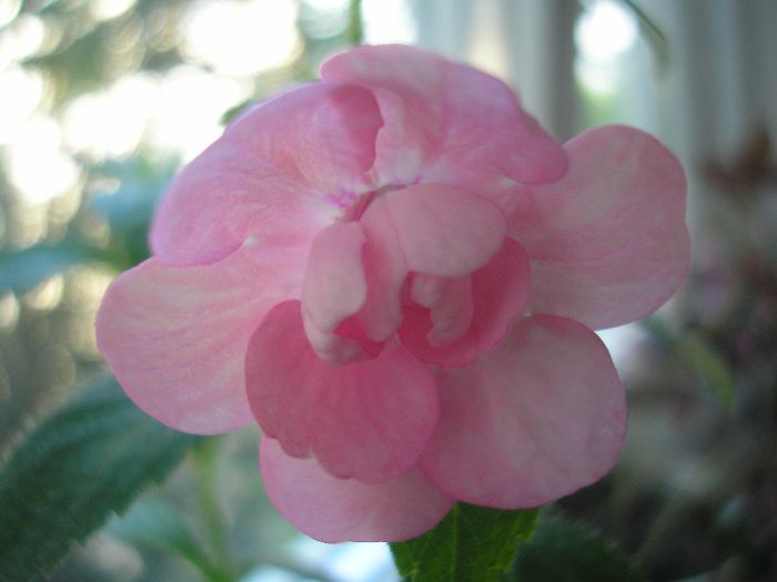 Double Pink Rose - ACHIMENES 2