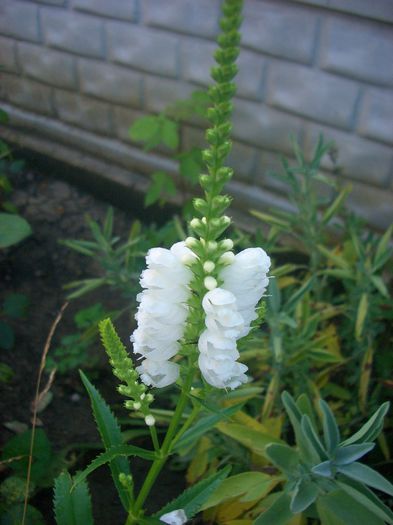 Physostegia