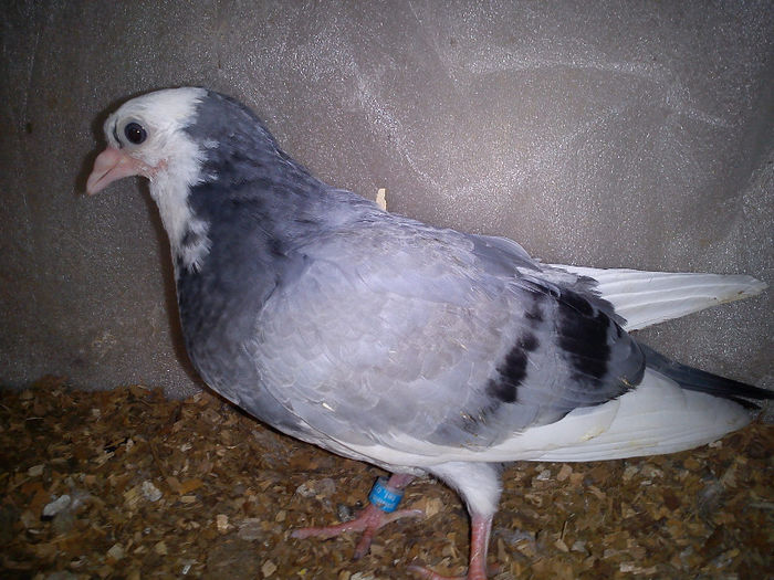 cazatoare+moriscar - Z-GALATENI CARE MI-AU APARTINUT