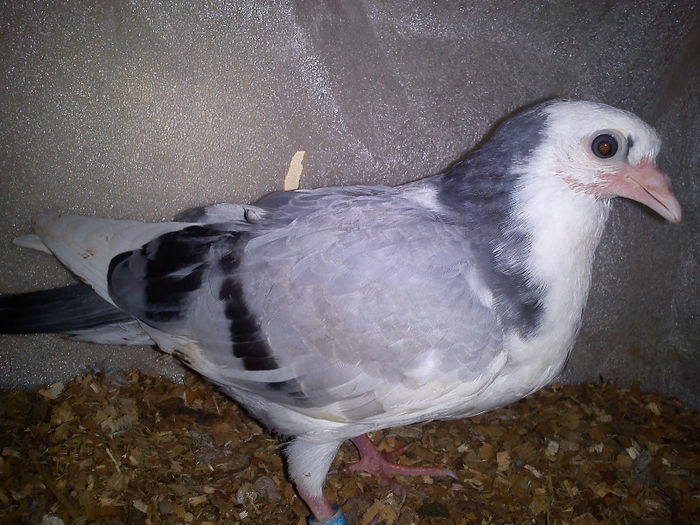 - - Z-GALATENI CARE MI-AU APARTINUT