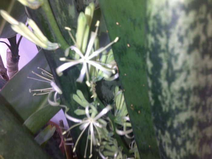 080720131160 - plante 2013