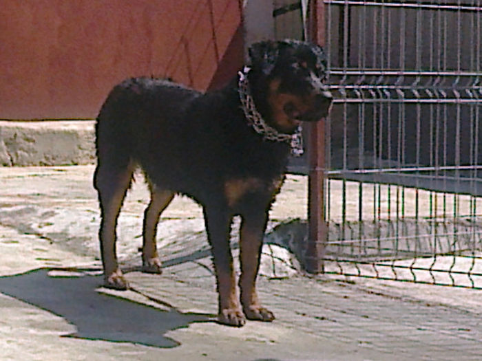 HERRA; 8 luni
