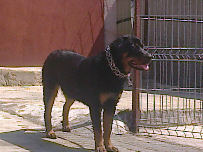 HERRA; 8 luni
