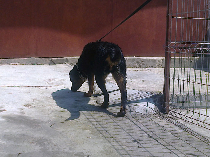 HERRA; 8 luni
