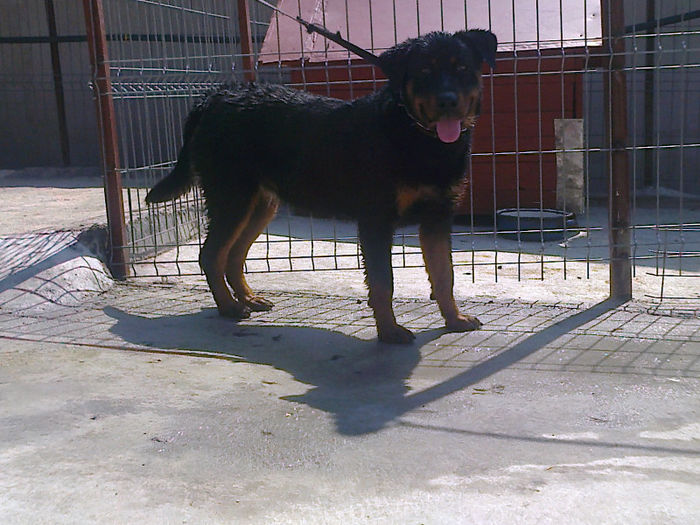 HERRA; 8 luni
