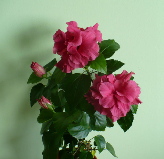 P1450904