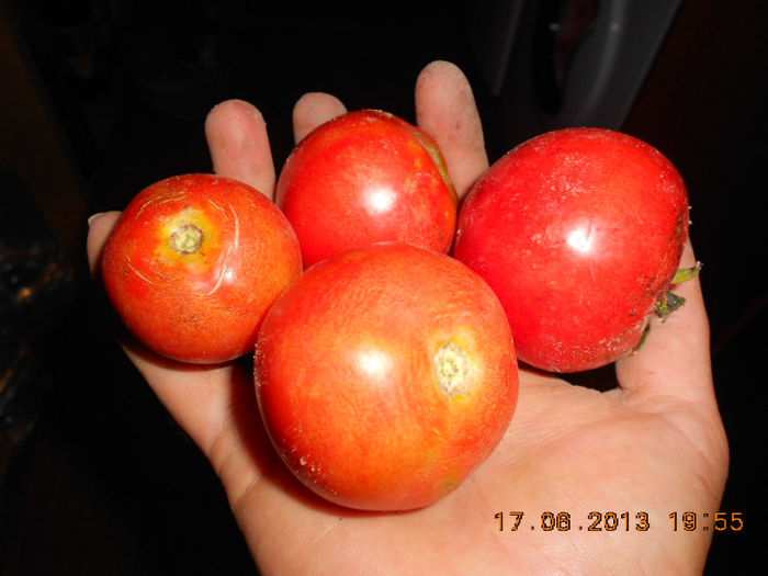 primele tomate - Ce culeg in 2013