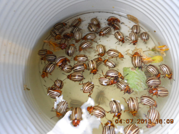 gandaci de Colorado :)))) nu ii conserv , doar ii adun de pe cartofi