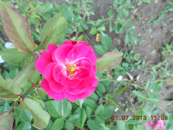 DSCN9464 - Trandafiri 2013