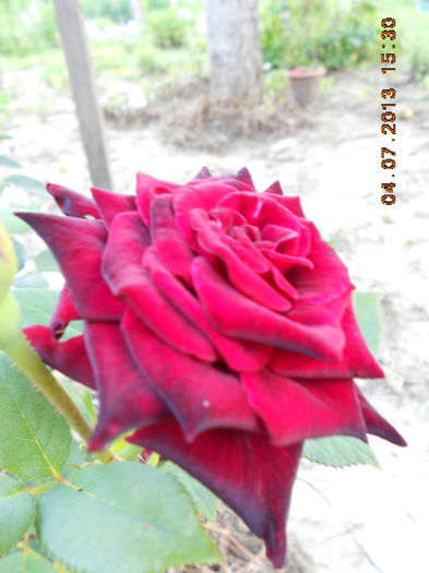 DSCN9547