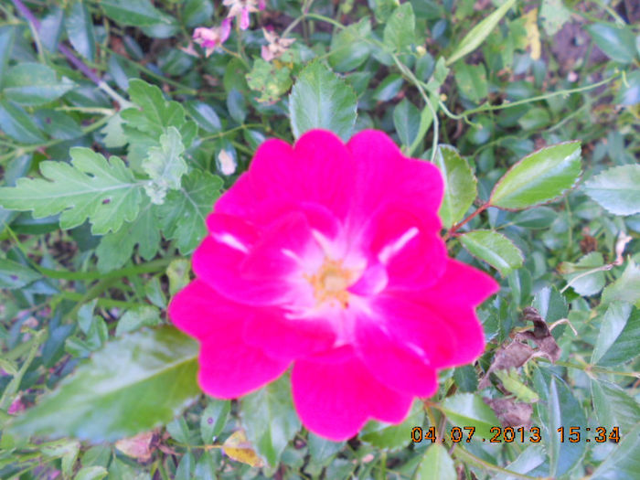 DSCN9576 - Trandafiri 2013