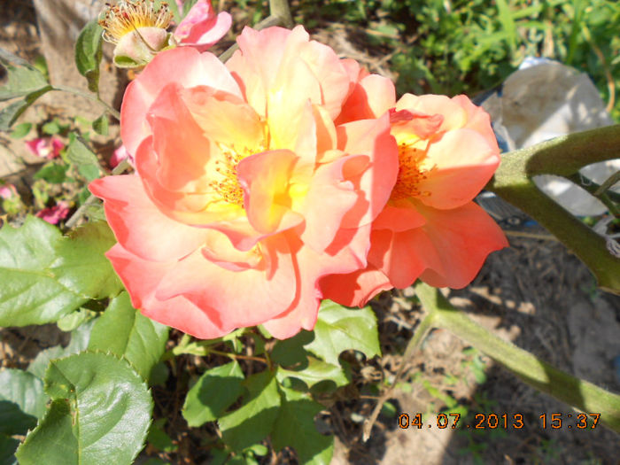 DSCN9590 - Trandafiri 2013