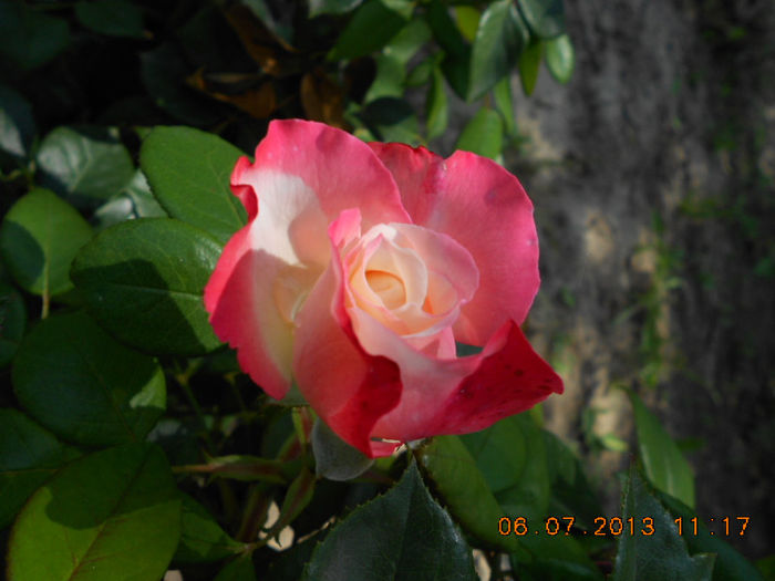 DSCN9645 - Trandafiri 2013