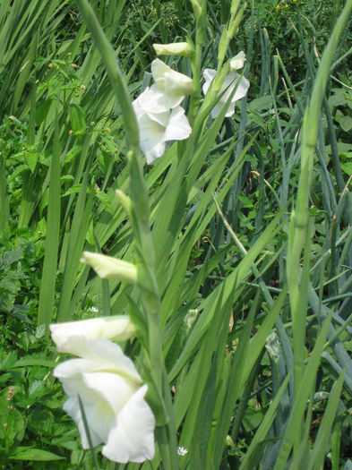 IMG_2698 - gladiole