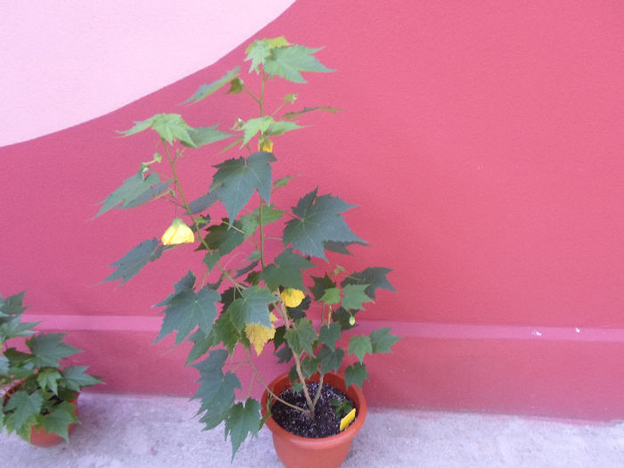 mmmm 085 - Florile mele