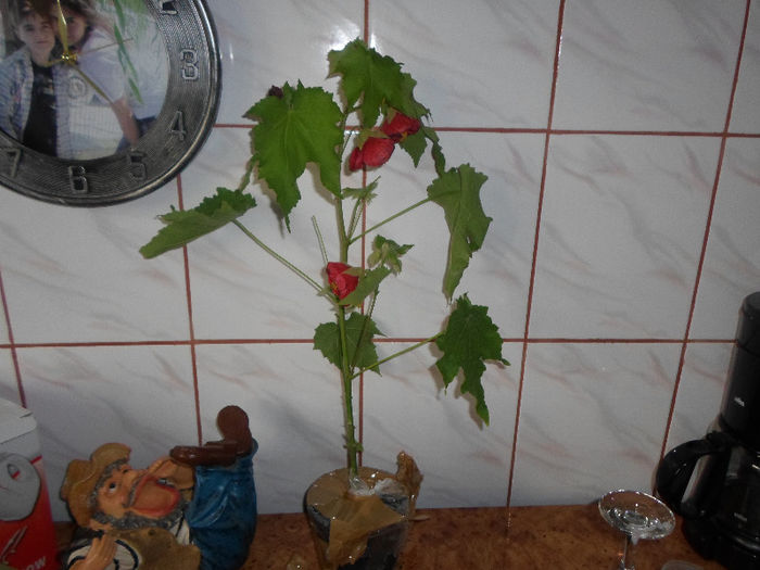 mmmm 093 - Florile mele