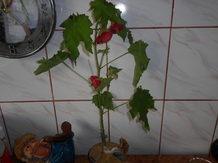 mmmm 094 - Florile mele