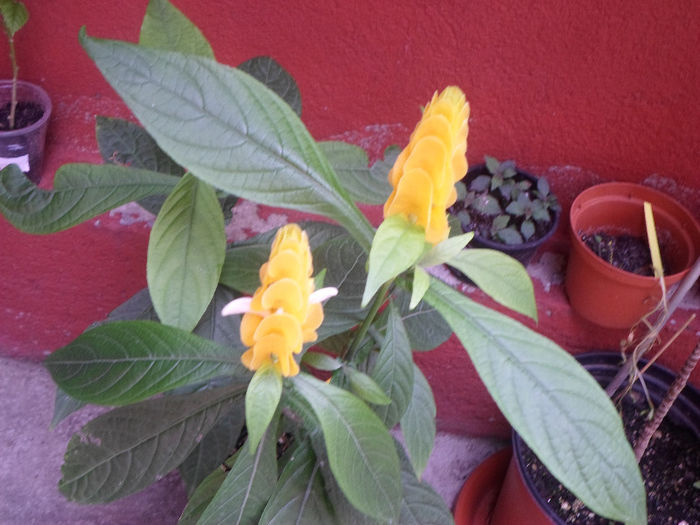 mmmm 107 - Florile mele