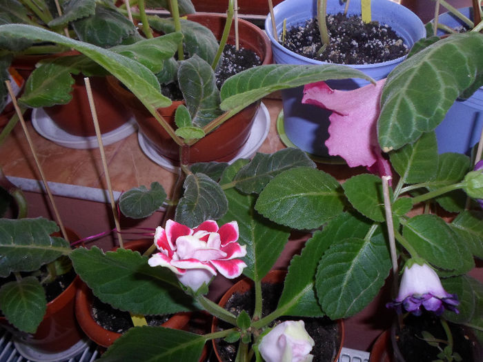 mmmm 158 - Florile mele