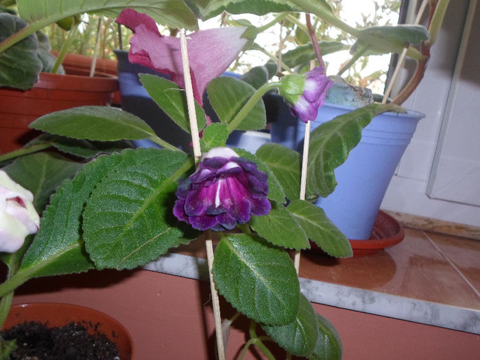 mmmm 159 - Florile mele