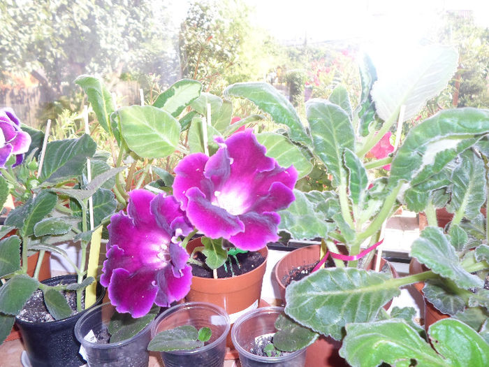 mmmm 161 - Florile mele